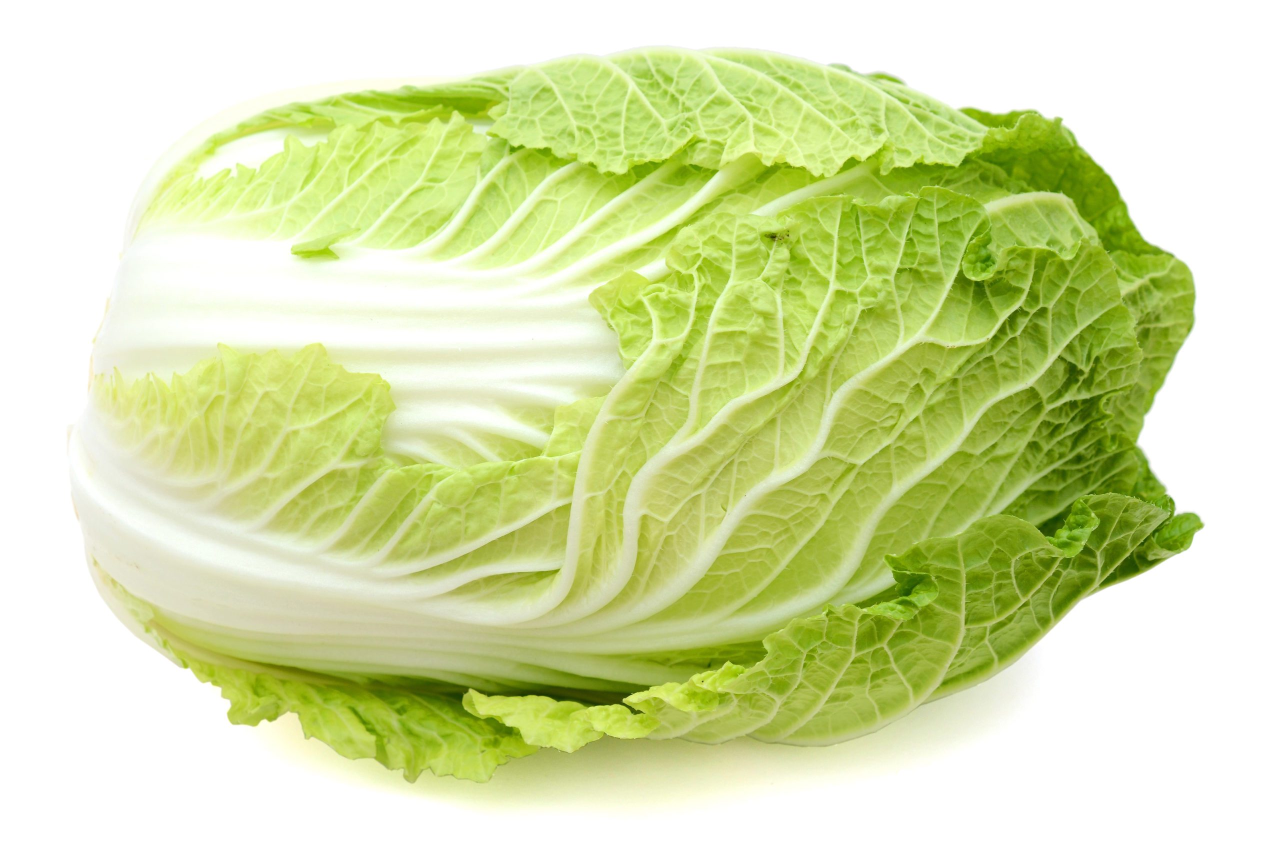 Napa Cabbage | Frieda's Inc. - The Specialty Produce Company