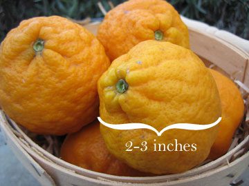 Frieda's Specialty Produce - What's on Karen's Plate? - Ojai Pixie