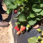 Frieda's Specialty Produce - What's on Karen's Plate? - Picking strawberries
