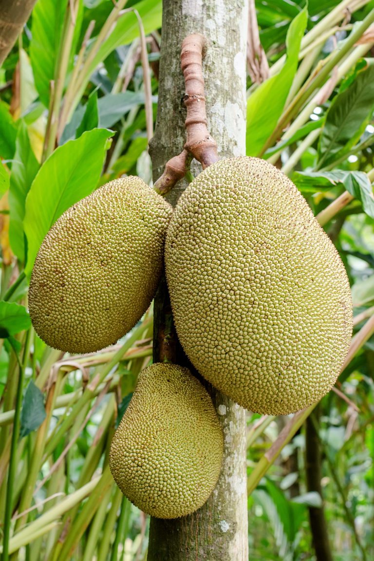 Jackfruit is the new meat substitute Frieda's Inc. The Specialty