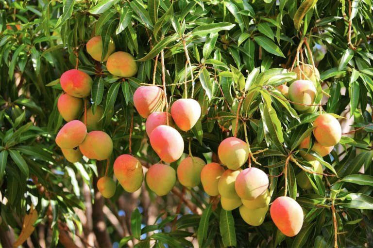 Aussie Mango Frieda’s says ‘G’day’ to Australian Mangoes | Frieda's LLC - The ...