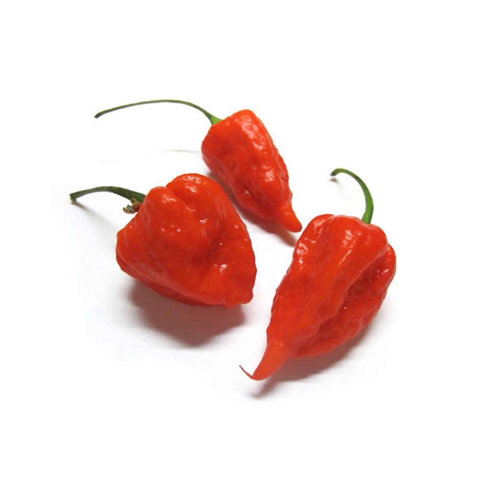 ghost peppers frieda.